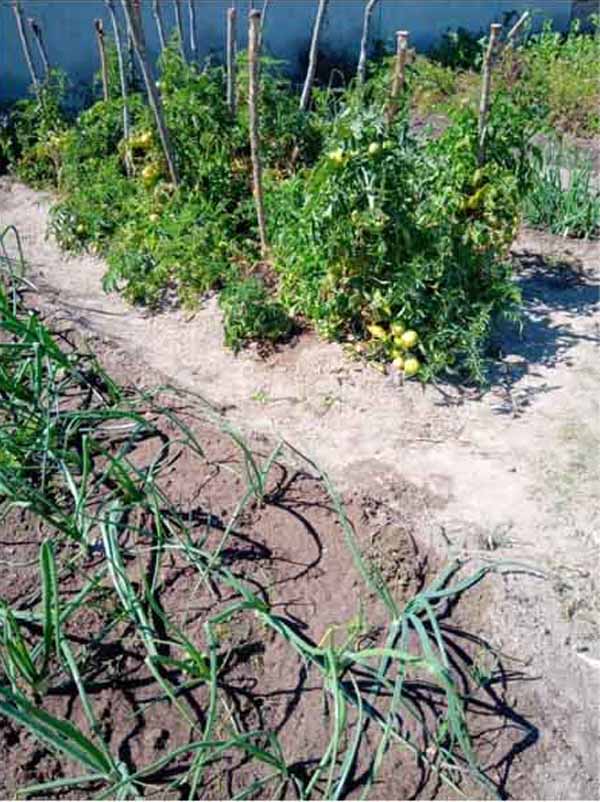 farming for self sufficiency